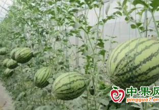 首批“嘉定雙鮮”小西瓜預計5月初上市 ()