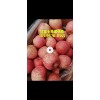 供應(yīng)紅富士蘋果18396768345