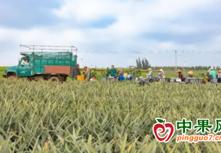 全國每3個菠蘿就有1個是“廣東味” ()