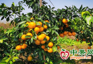 城步：發展特色水果種植 踏上致富好“錢”景 ()