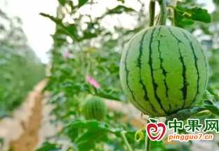 昌寧卡斯：特色水果種植助力鄉(xiāng)村振興 ()
