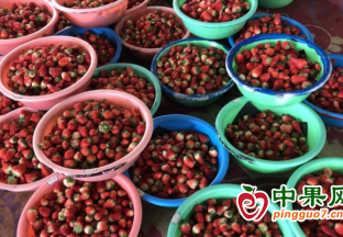 武穴梅川：500畝草莓進(jìn)入盛果期 ()