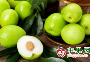 福建：人勤春來“棗” 擴銷致富忙 ()