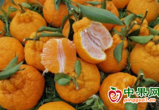 眉山丹棱第十一屆不知火種植技術大比武圓滿落幕 ()
