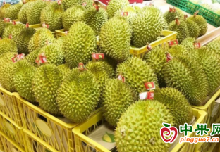 三亞榴蓮即將大規模上市 ()