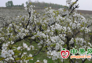 瀘州梨樹進入開花期 ()