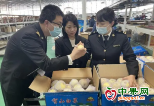 2023年1-2月甘肅鮮蘋果出口漲勢喜人 ()