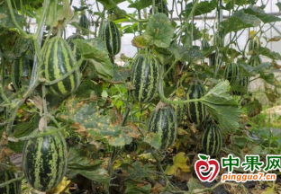 大棚甜瓜帶動農民走上致富路 ()