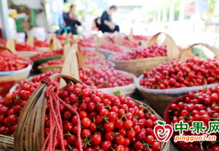 米易：四月的櫻桃紅了鄉(xiāng)村 ()