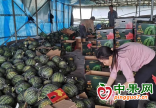 萬寧麒麟西瓜走俏市場 ()