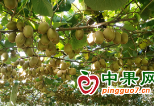 上海口岸進(jìn)境水果實(shí)現(xiàn)24小時(shí)全天候監(jiān)卸入庫 ()