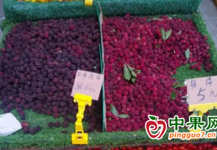 玉林：楊梅大量上市 價(jià)格“跳水” ()