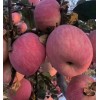 13468360080紅富士蘋果代購代銷