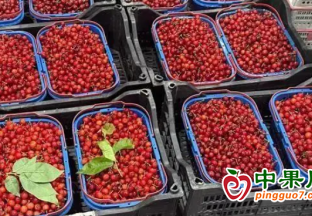 寧波：櫻桃和楊梅價(jià)格大幅度下跌 ()