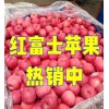 紅富士蘋果 出口貿(mào)易 市場(chǎng)批發(fā)