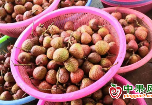 海南早熟荔枝高價(jià)上市 ()