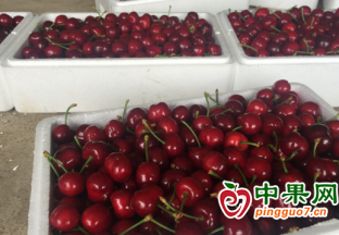 國產(chǎn)櫻桃上市 交易比較火熱 ()