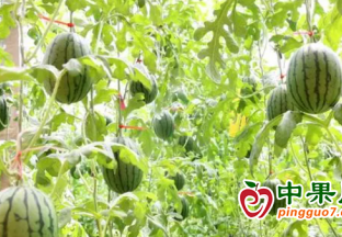 臨邑：400萬斤禮品小西瓜“搶鮮”上市 ()