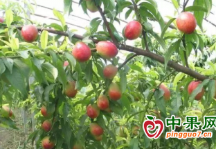 果莊鎮(zhèn)：做活“桃經(jīng)濟(jì)” 鼓起錢袋子 ()
