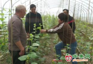 英吉沙縣：拱棚甜瓜管護(hù)忙 豐產(chǎn)豐收有保障 ()