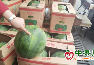 西瓜等時(shí)令水果集中上市 ()