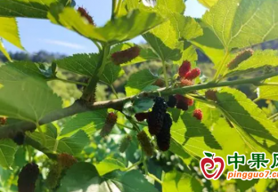 張家界武陵源區：水果采摘正當時 ()