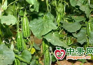 河北高陽(yáng)：錯(cuò)季水果助農(nóng)增收 ()