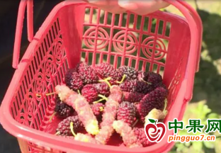 奉賢“毛毛蟲”桑葚新鮮上市 ()