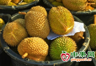 泰國水果節在廣西南寧舉辦 ()