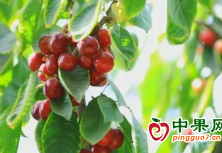 新疆喀什地區(qū)莎車縣4.5萬(wàn)畝櫻桃進(jìn)入采摘季 ()