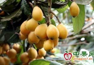 廣安市鄰水縣：枇杷喜豐收 采摘正當時 ()