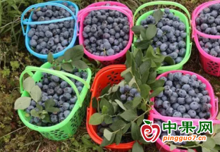 道縣：頭茬藍(lán)莓“搶鮮”上市 ()