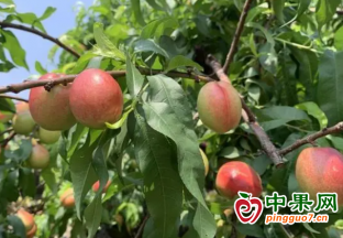江永：時令鮮桃搶鮮上市 果農采摘銷售忙 ()