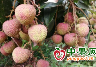 浦北縣荔枝將集中上市 ()