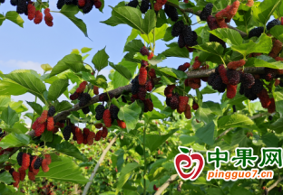界首王集鎮：桑葚掛滿枝 采摘正當時 ()