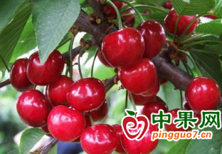國產大櫻桃價格開始大降 ()