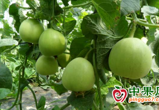 濰坊水果“國際朋友圈”持續(xù)擴(kuò)容 ()