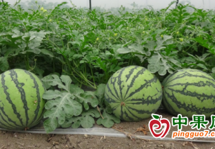 丹寨：城江西瓜“搶鮮”上市 ()