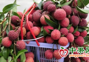 靈山荔枝“搭”高鐵，“搶鮮”上市 ()