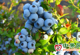 撫州東鄉(xiāng)：大力發(fā)展藍(lán)莓特色產(chǎn)業(yè) ()