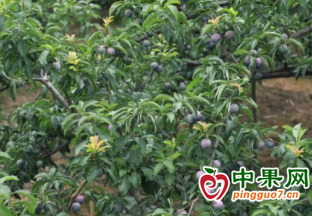 夾江：李子熟了 果農日子更美了 ()
