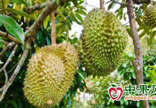 國產“水果之王”，即將上市! ()