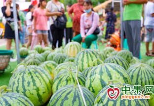 自貢沿灘九洪西瓜節碩果累累 ()
