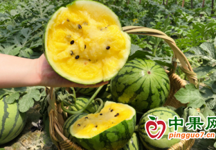奉化大堰高山“酵素西瓜”開摘 ()