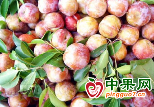 西充：夏季水果上市 市民“果盤子”愈加豐富 ()