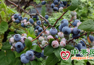 青島即墨：藍莓小漿果 豐收采摘忙 ()