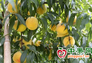 烏蘇時令水果“喜”上市 鋪就“甜蜜”致富路 ()