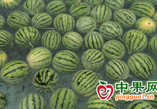 梵凈山首屆西瓜文化節開幕 ()