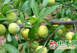 施秉縣甘溪鄉：精品水果助力鄉村振興 ()