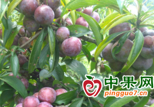 劍河：林間水果種出甜蜜生活 ()
